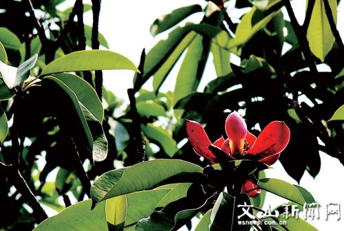 云南广播电视台(微信)