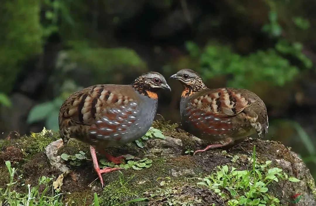 云南广播电视台(微信)