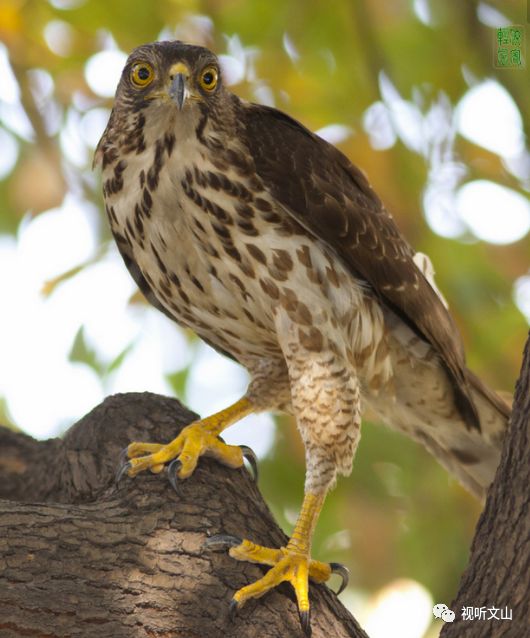 云南广播电视台(微信)