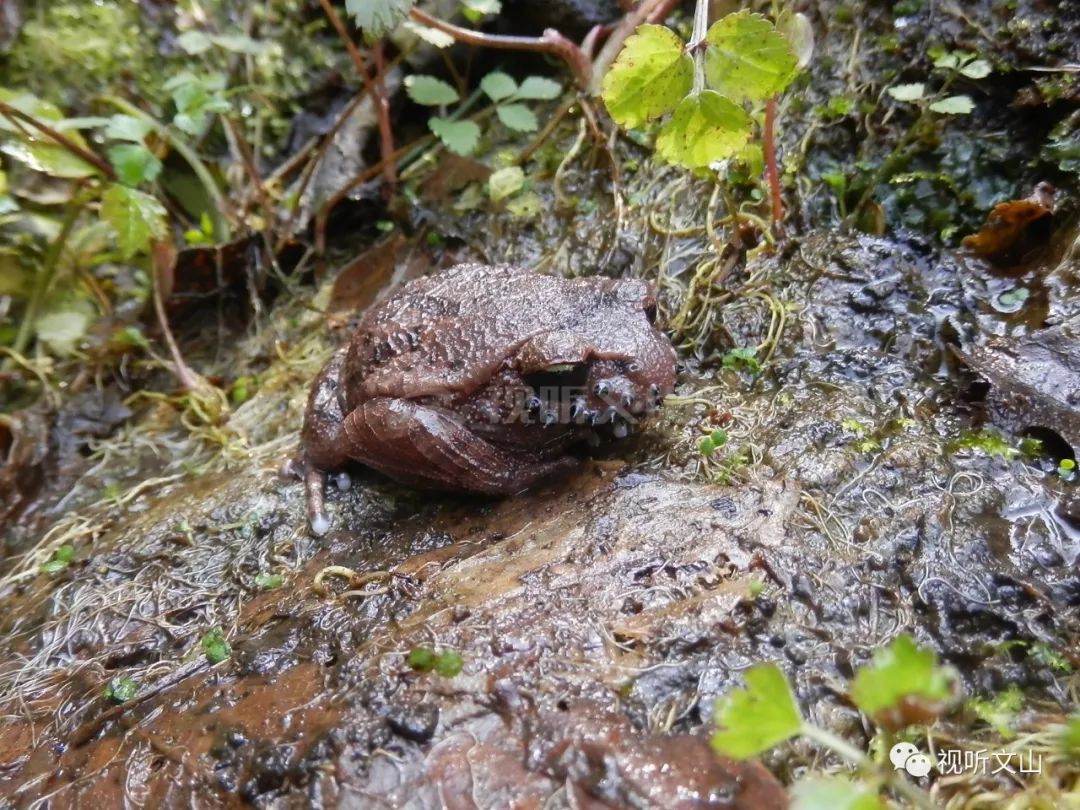 云南广播电视台(微信)