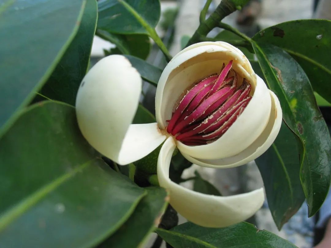 云南广播电视台(微信)