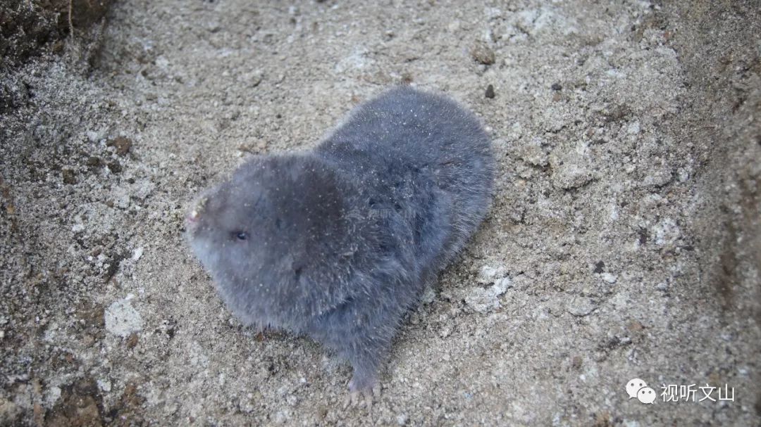 云南广播电视台(微信)