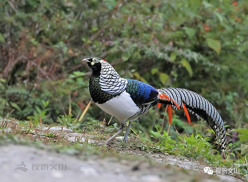 云南广播电视台(微信)