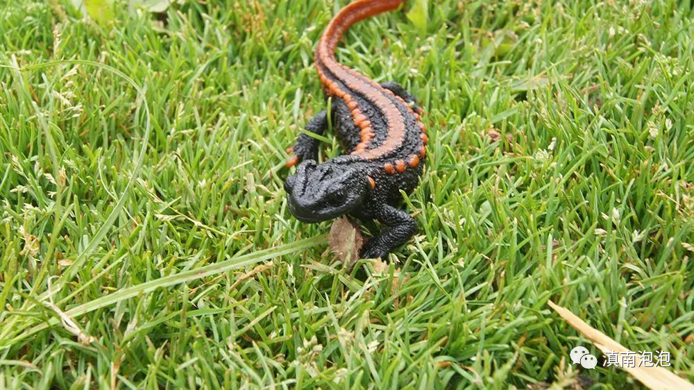 云南广播电视台(微信)