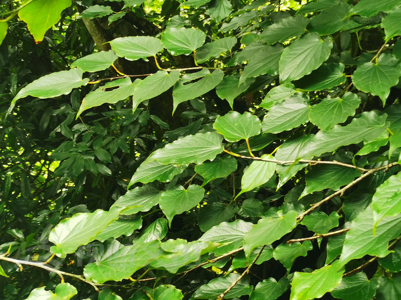 云南广播电视台(微信)