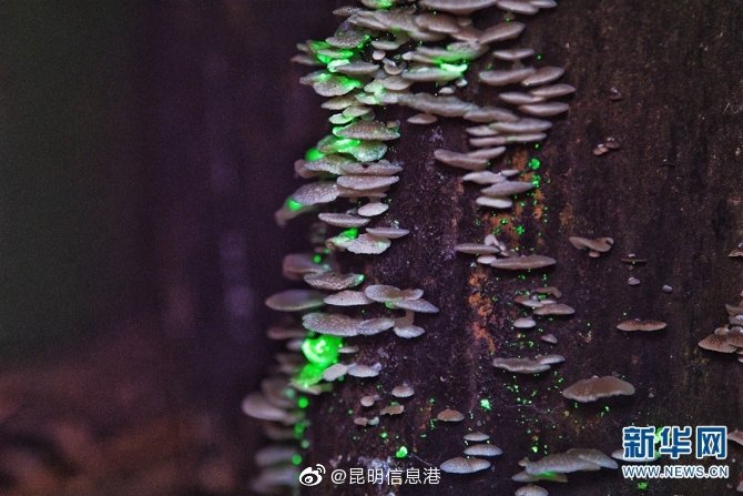昆明信息港微博