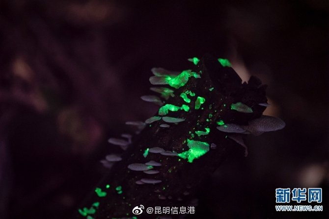 昆明信息港微博