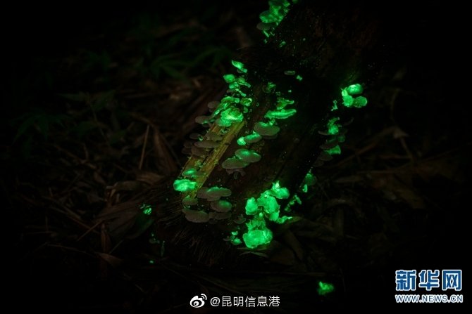 昆明信息港微博