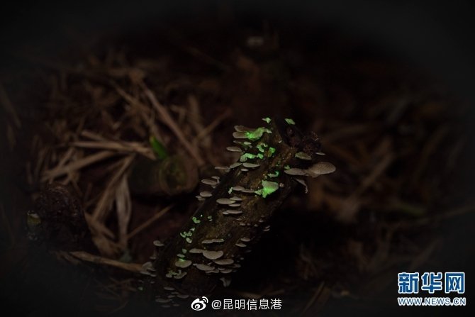 昆明信息港微博