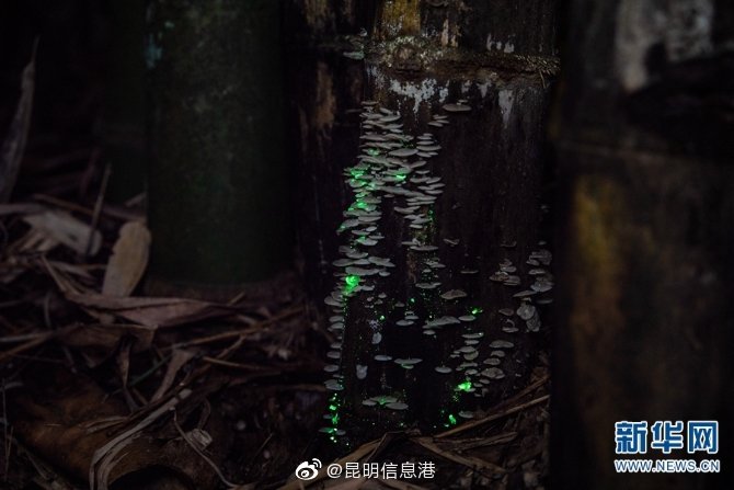 昆明信息港微博
