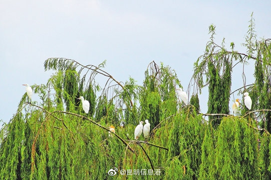大姚成候鸟迁徙“驿站”