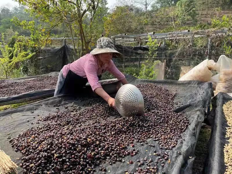 普洱日报(微信)