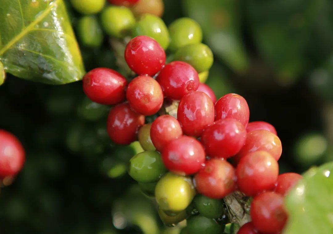 普洱日报(微信)