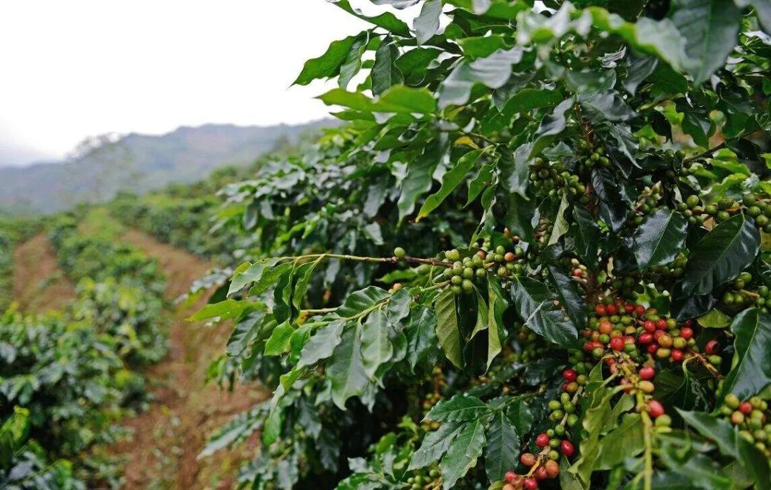 普洱日报(微信)