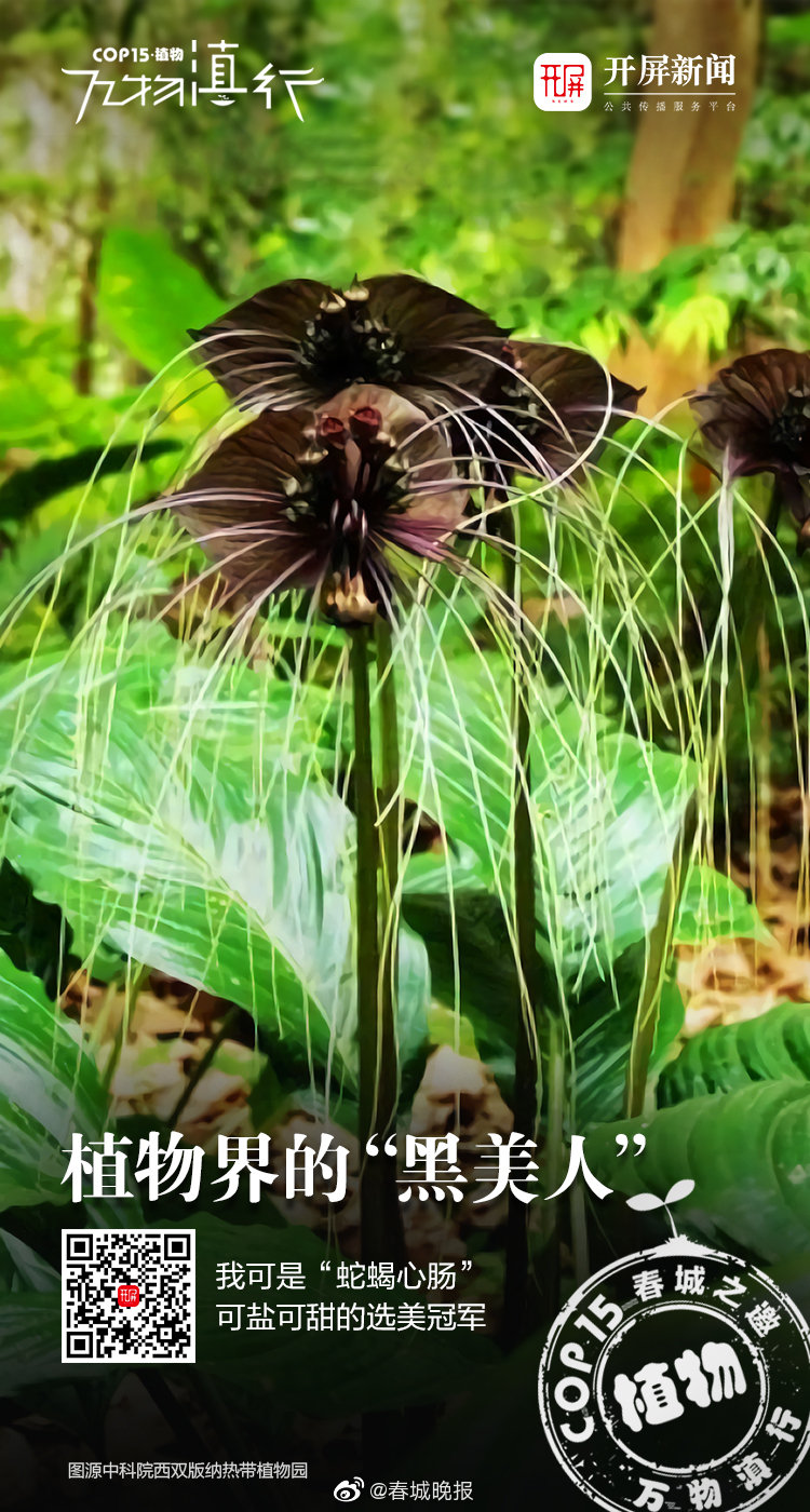 心如蛇蝎黑美人，可盐可甜母老虎！还是选美冠军…