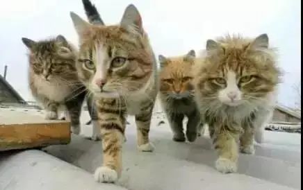 云南政法(微信)