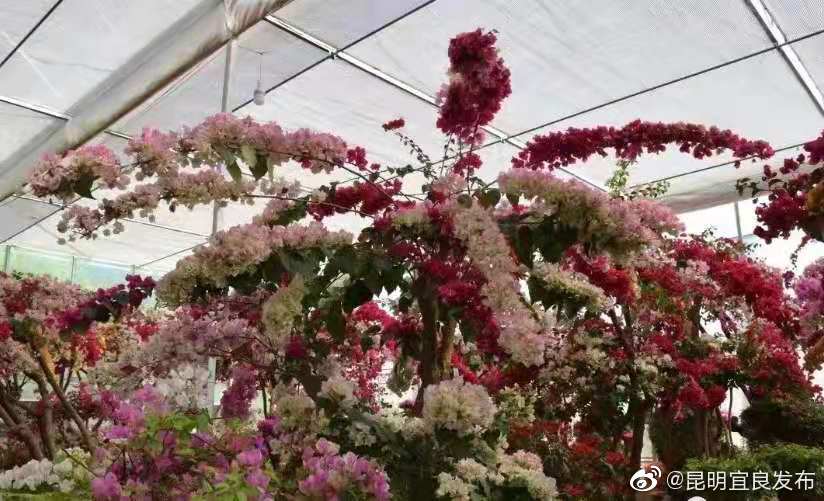 “昆明宜良发布”微博