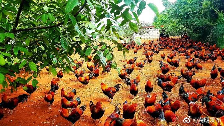 “嵩明发布”微博