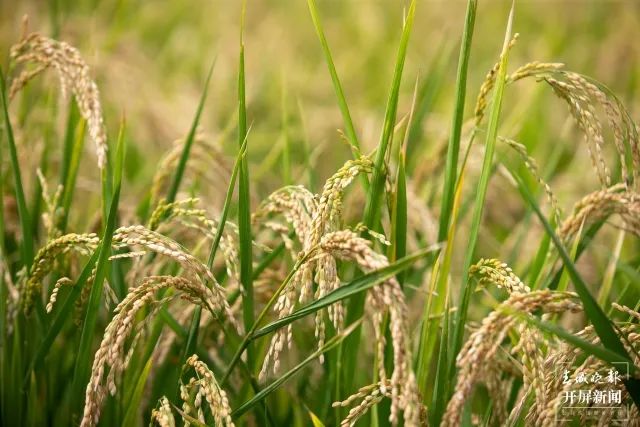 昆明发布(微信)