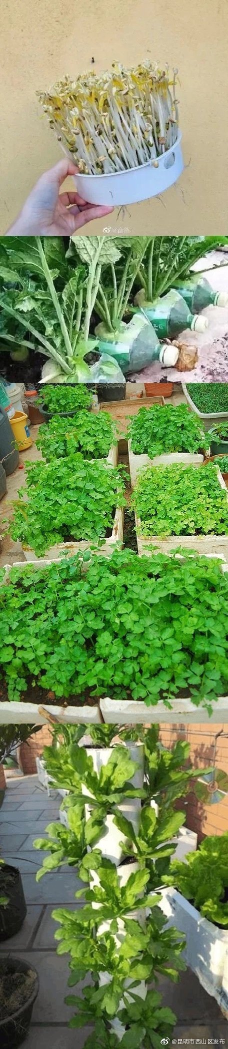 “昆明市西山区发布”微博