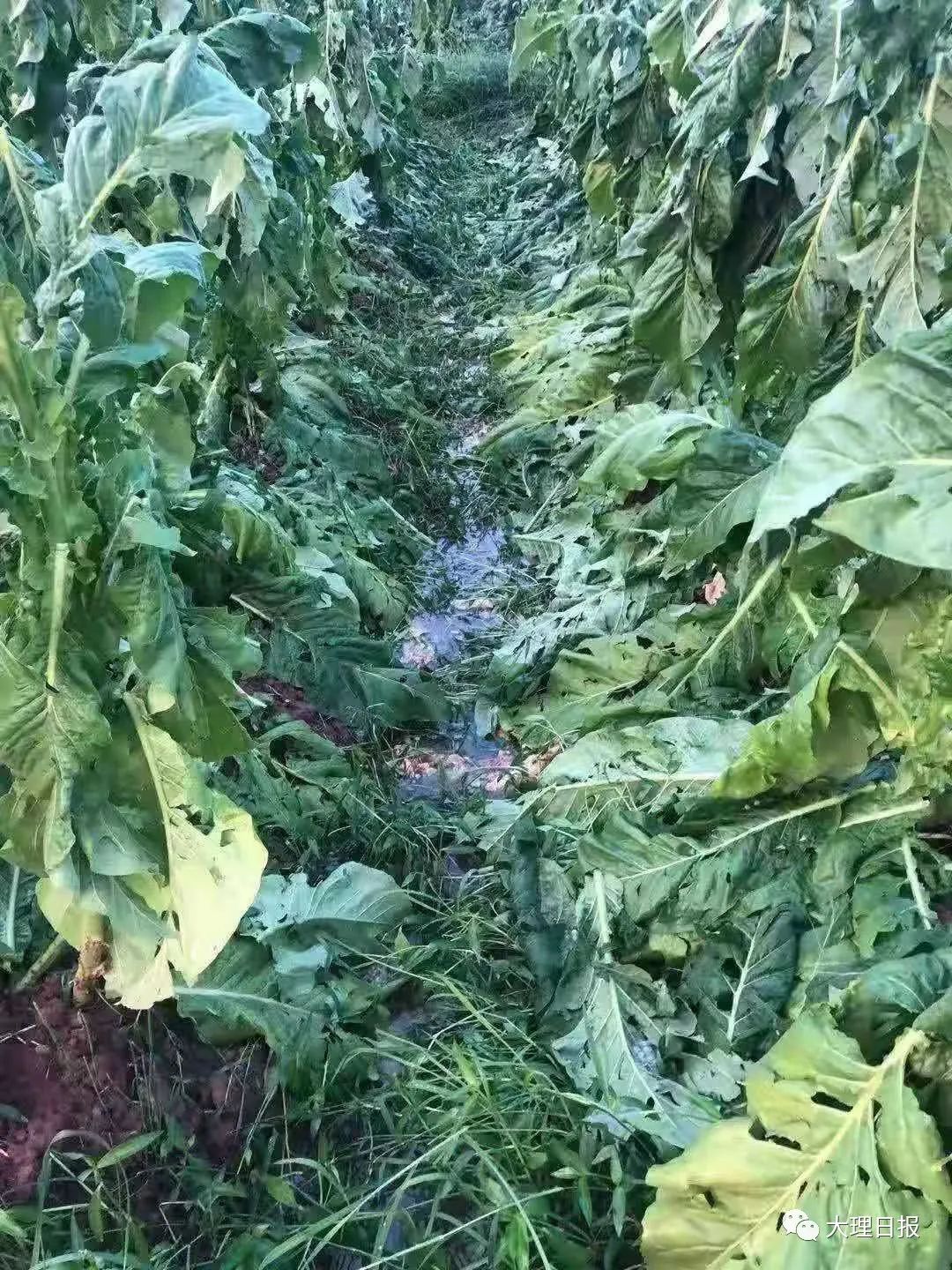 大理日报(微信)