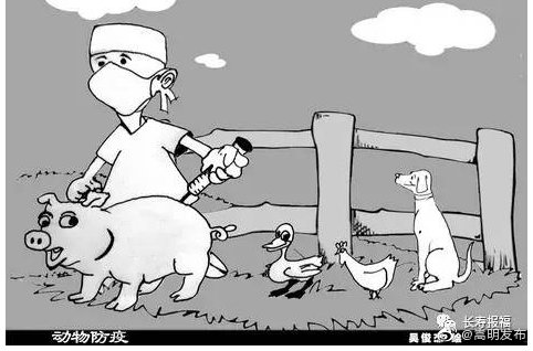 小街镇开展秋季动物防疫工作