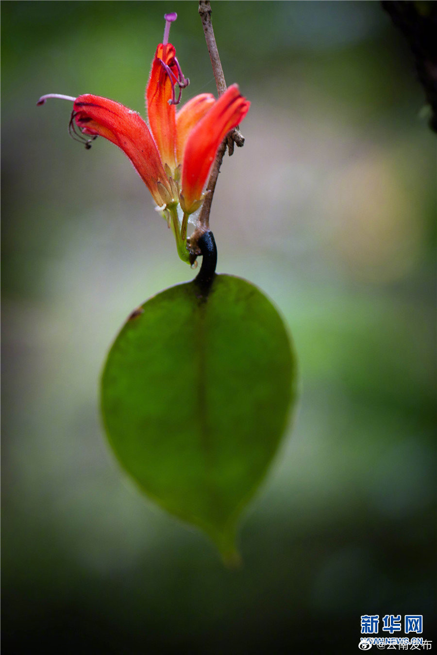 “云南发布”微博