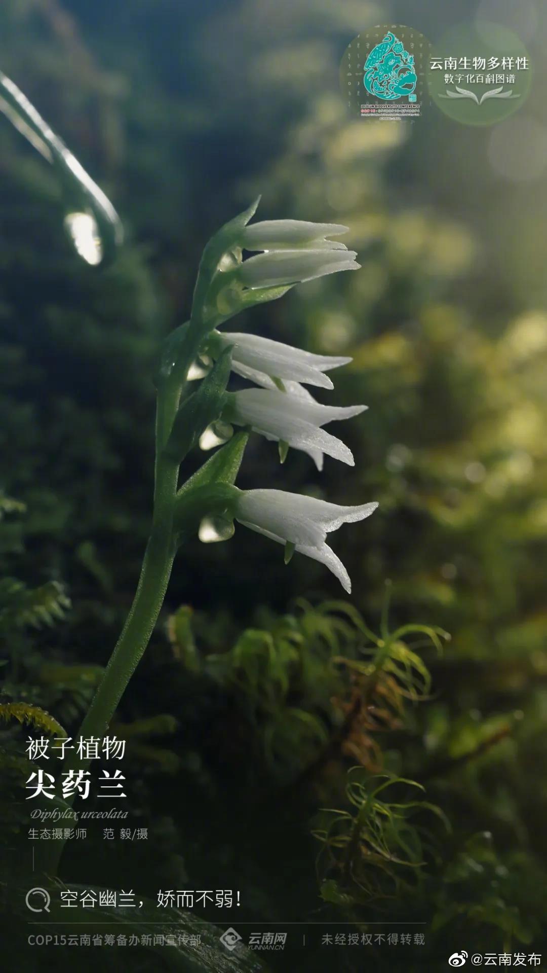 云南生物多样性数字化百科图谱 | 尖药兰：空谷幽兰，娇而不弱