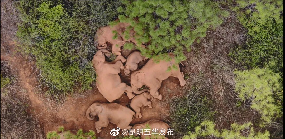 “昆明五华发布”微博