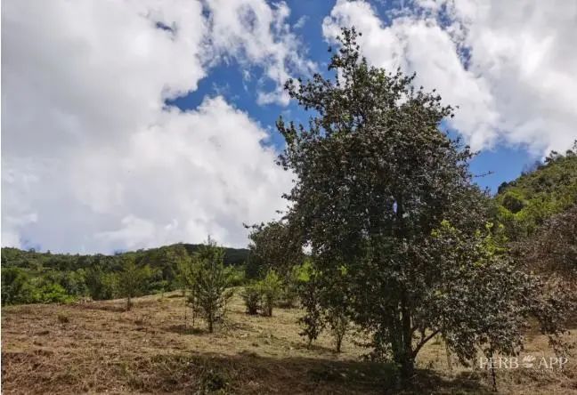 普洱日报(微信)