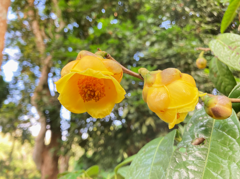盘龙共青团(微信)