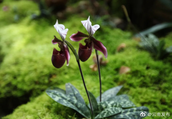 “云南发布”微博