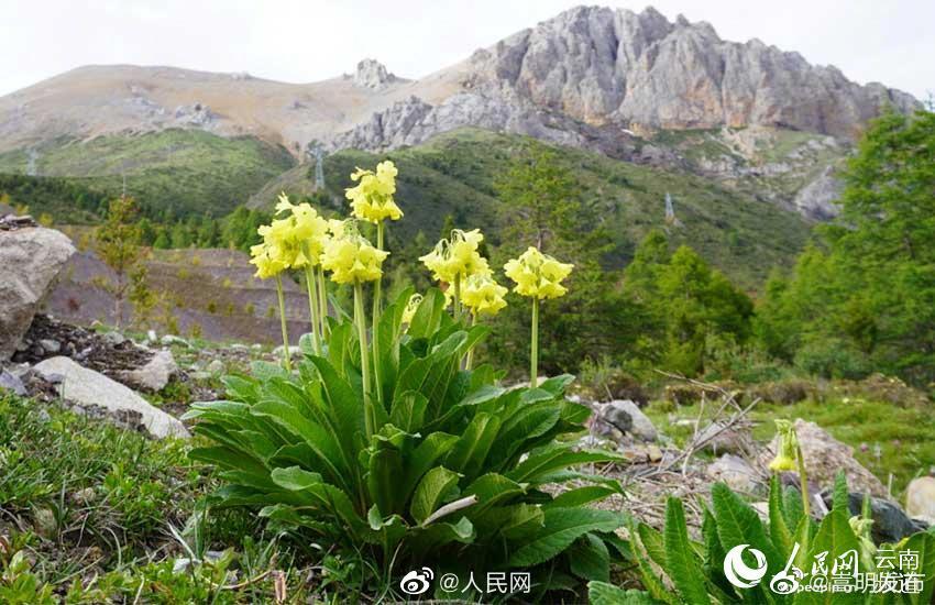 “嵩明发布”微博