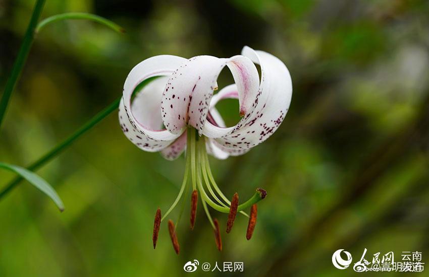 “嵩明发布”微博