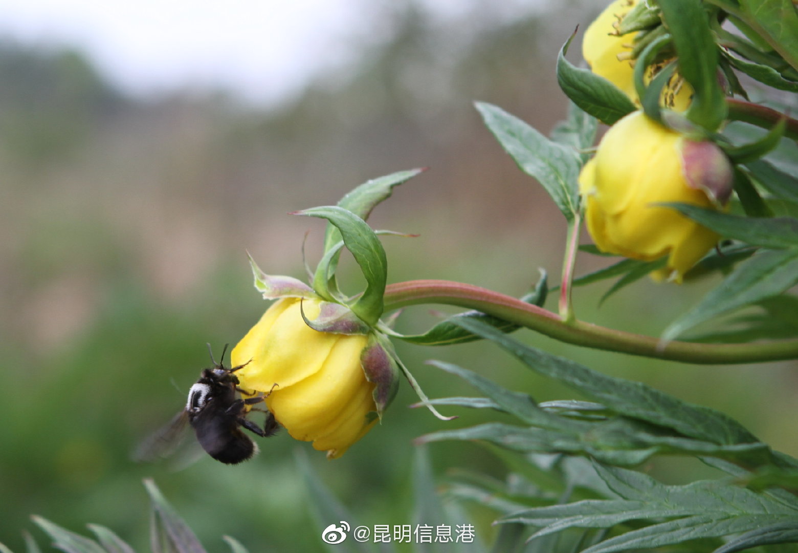 昆明信息港微博