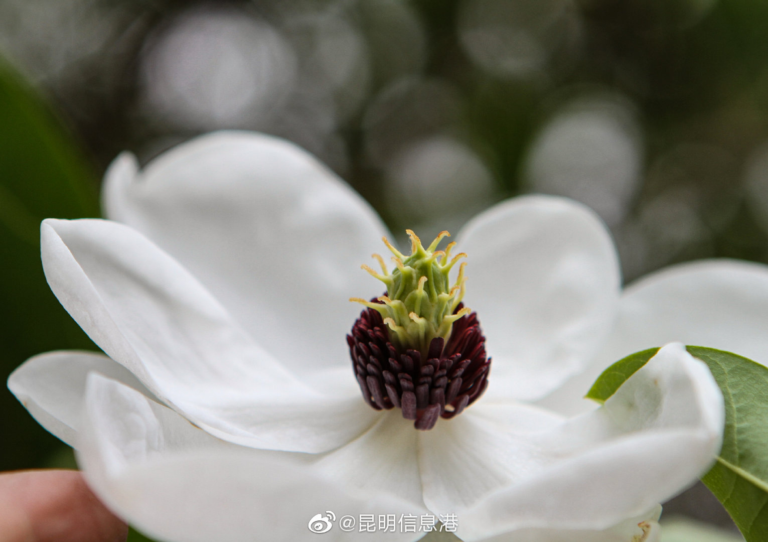 昆明信息港微博