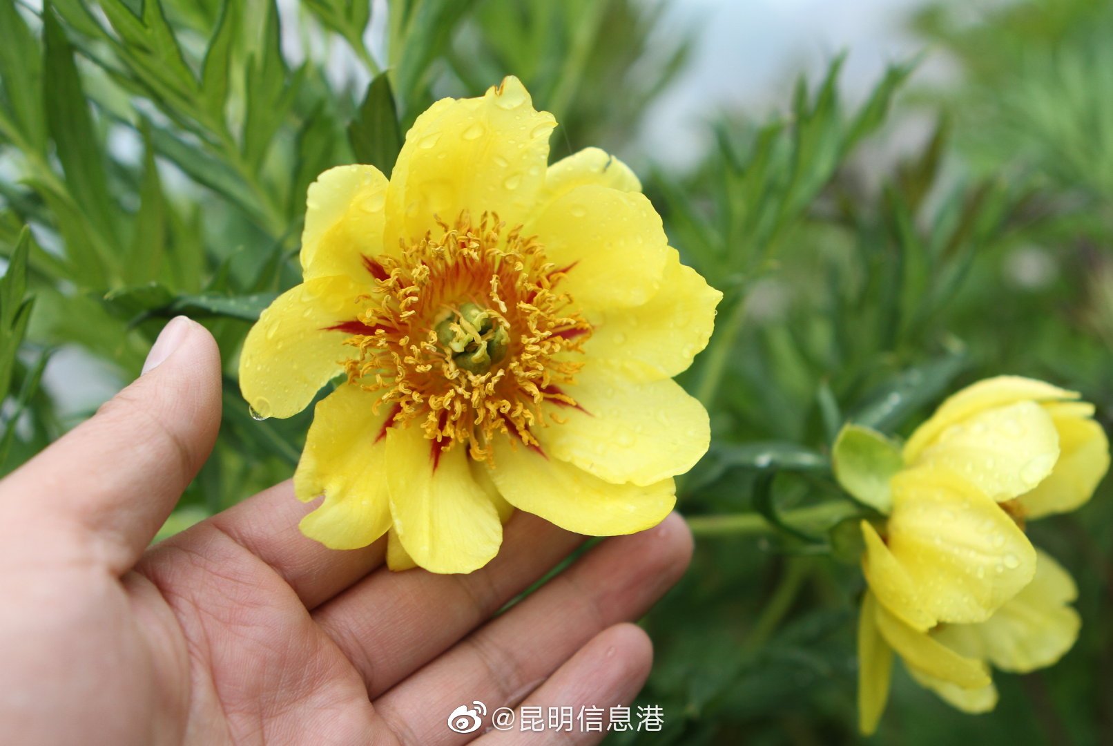 昆明信息港微博