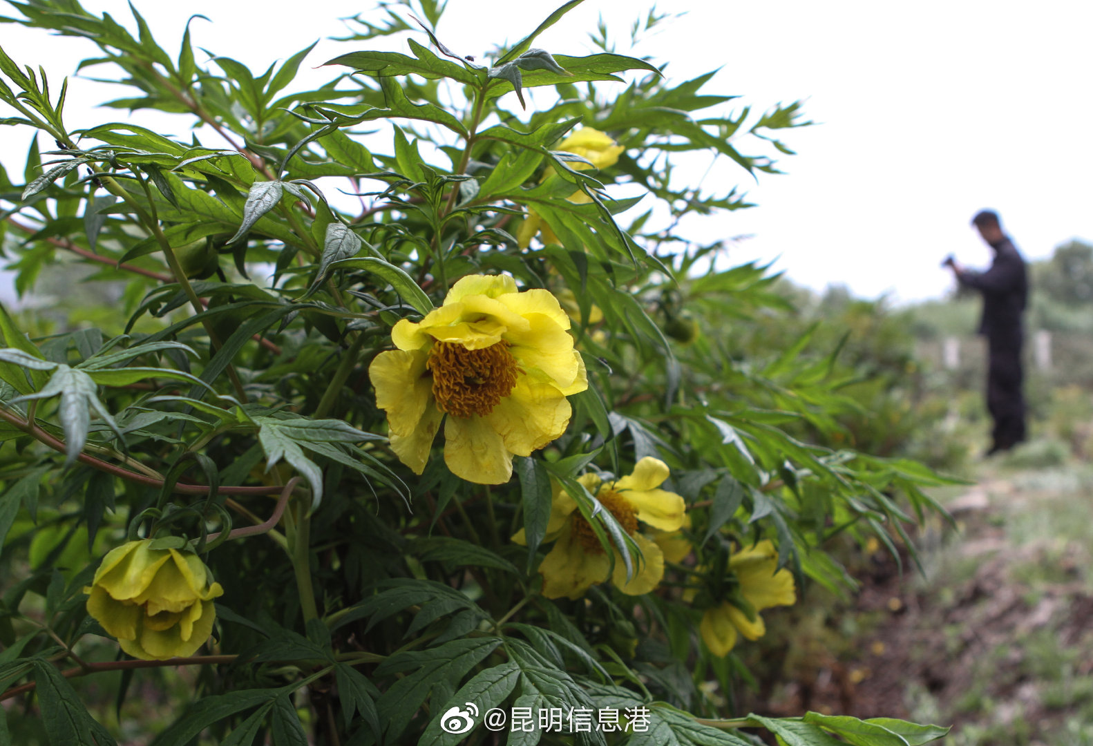 昆明信息港微博