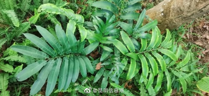 昆明信息港微博