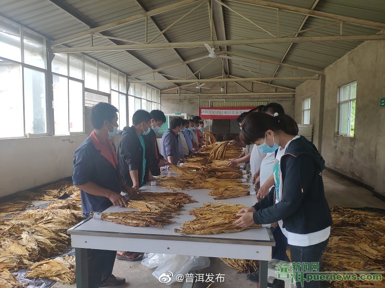 泗南江镇开展烟叶专业化分级培训