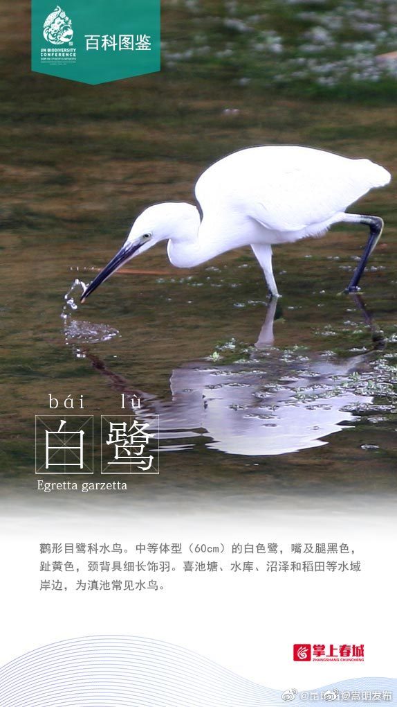 多样云南百科图鉴|“落户”滇池的鸟类·白鹭