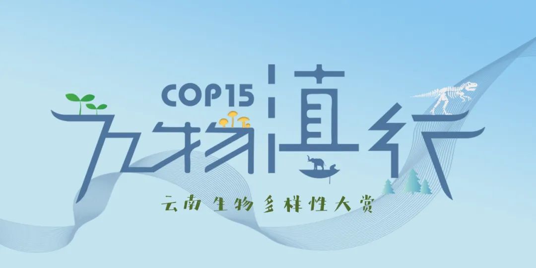 春城晚报(微信)