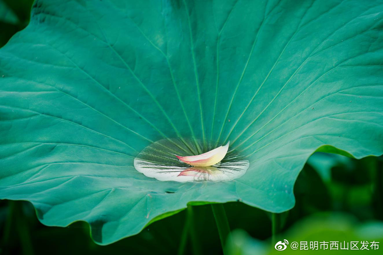 “昆明市西山区发布”微博