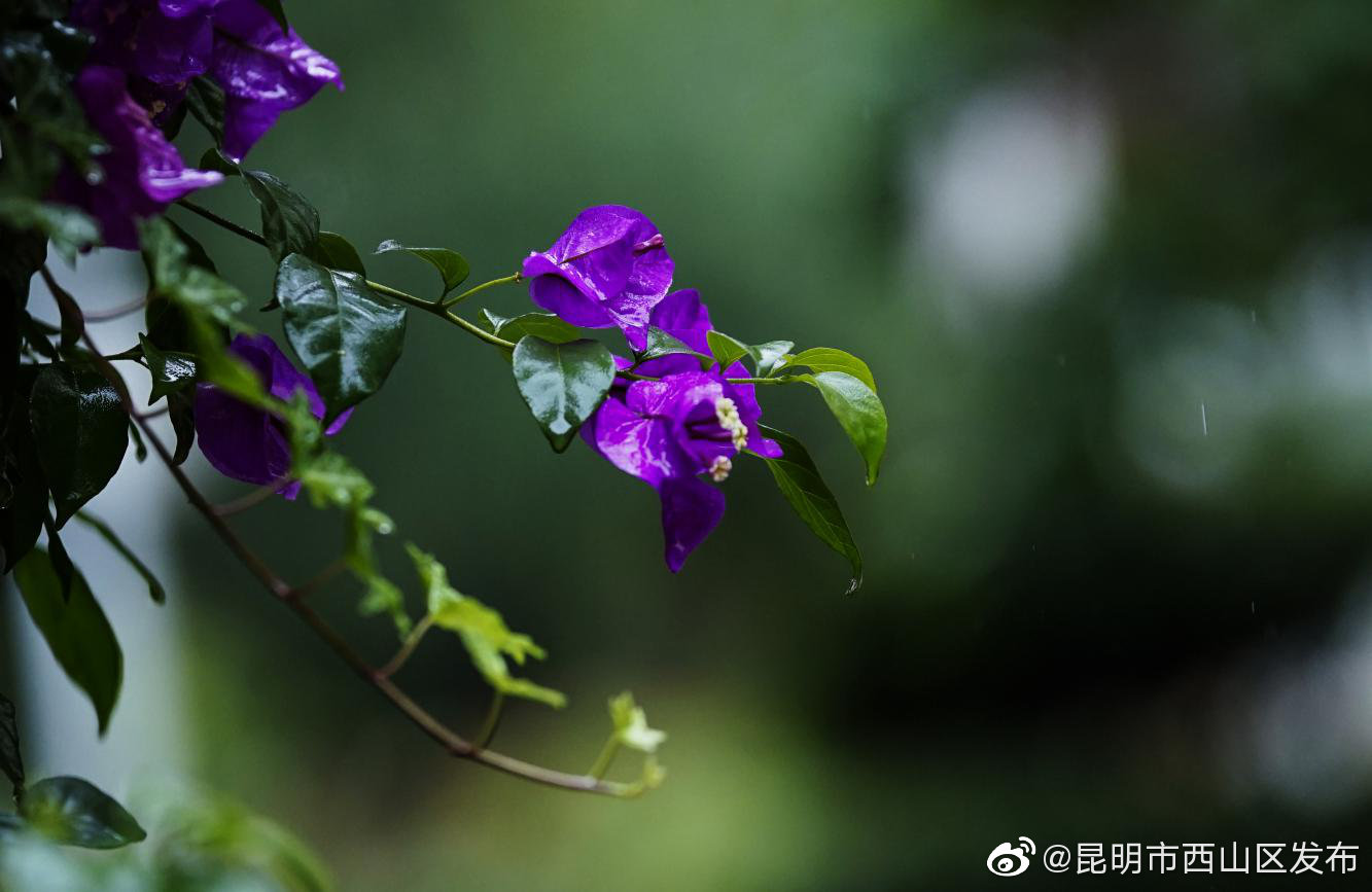 “昆明市西山区发布”微博