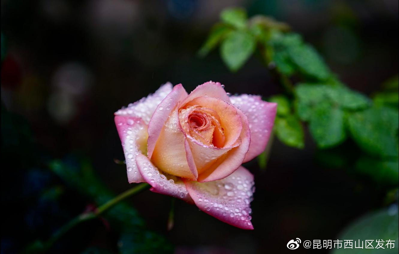 “昆明市西山区发布”微博