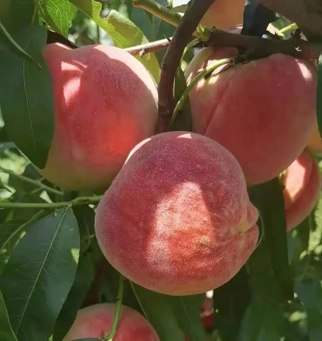 丽江日报(微信)