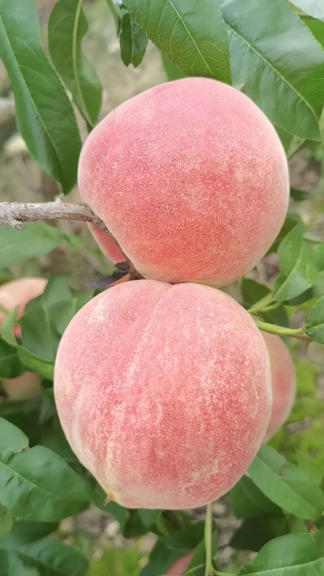 丽江日报(微信)