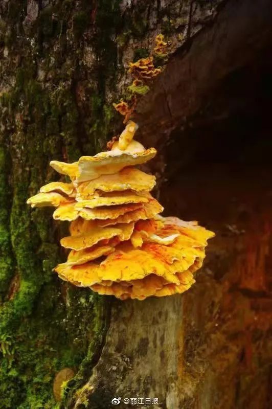 丽江日报(微信)