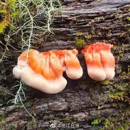 丽江日报(微信)