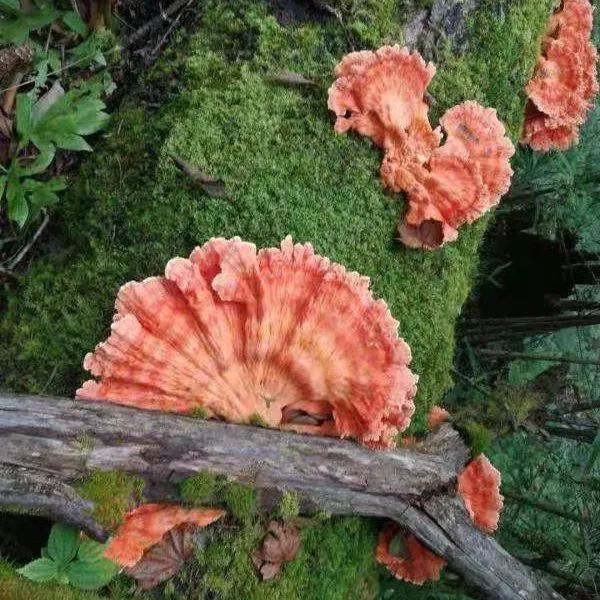 丽江日报(微信)